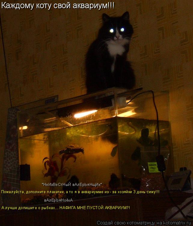 Каждому коту свой аквариум!!! Пожалуйста, дополните плакатик, а то я в аквариумме из - за хозяйки 3 д... Котоматрица: Каждому коту свой аквариум!!! Пожалуйста, дополните плакатик, а то я в аквариумме из - за хозяйки 3 день сижу!!! А лучше допишите о рыбках... НАФИ