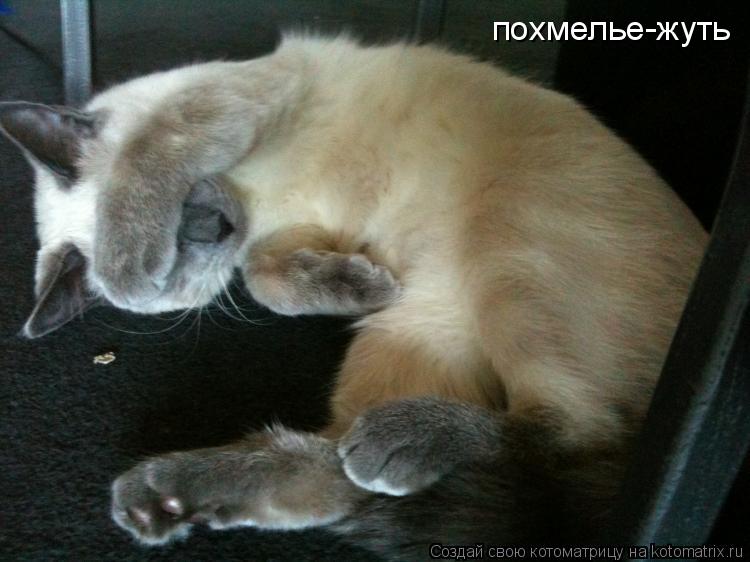 похмелье-жуть... Котоматрица: похмелье-жуть