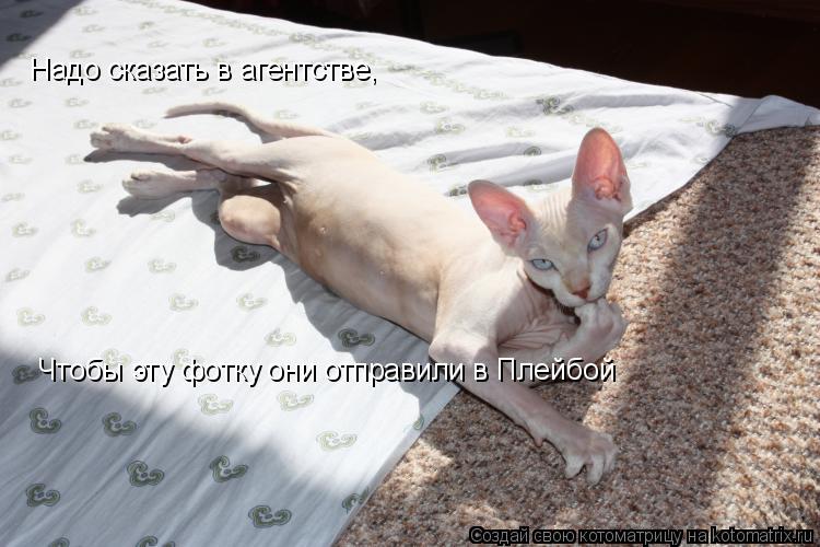 Чтобы эту фотку они отправили в Плейбой Надо сказать в агентстве,... Котоматрица: Чтобы эту фотку они отправили в Плейбой Надо сказать в агентстве,
