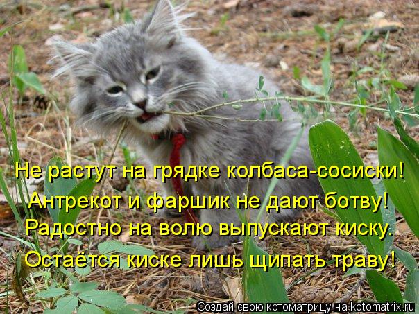 Не растут на грядке колбаса-сосиски! Антрекот и фаршик не дают ботву! Радостно на волю выпускают киск... Котоматрица: Не растут на грядке колбаса-сосиски! Антрекот и фаршик не дают ботву! Радостно на волю выпускают киску. Остаётся киске лишь щипать траву!