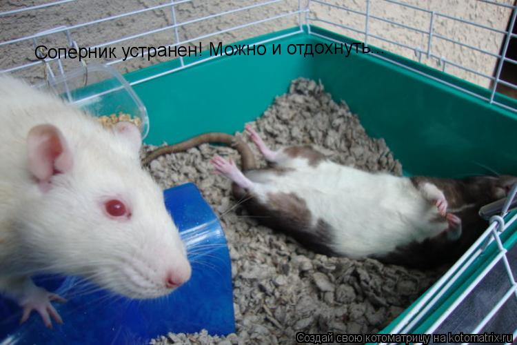 Соперник устранен! Можно и отдохнуть...... Котоматрица: Соперник устранен! Можно и отдохнуть...