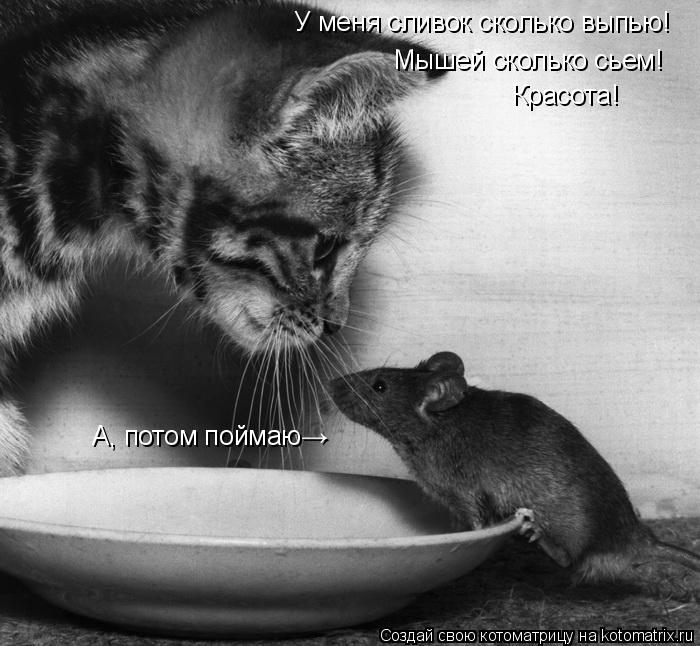 У меня сливок сколько выпью! Мышей сколько сьем! Красота! А, потом поймаю→... Котоматрица: У меня сливок сколько выпью! Мышей сколько сьем! Красота! А, потом поймаю→
