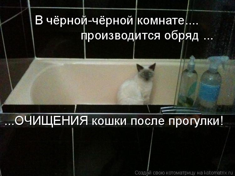 Котоматрица: В чёрной-чёрной комнате.... производится обряд ... ...ОЧИЩЕНИЯ кошки после прогулки!