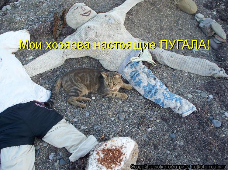 Мои хозяева настоящие ПУГАЛА!... Котоматрица: Мои хозяева настоящие ПУГАЛА!