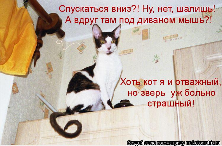Спускаться вниз?! Ну, нет, шалишь! А вдруг там под диваном мышь?! Хоть кот я и отважный, но зверь уж... Котоматрица: Спускаться вниз?! Ну, нет, шалишь! А вдруг там под диваном мышь?! Хоть кот я и отважный, но зверь уж больно страшный!