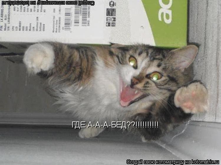 ГДЕ А-А-А-БЕД??!!!!!!!!!!... Котоматрица: ГДЕ А-А-А-БЕД??!!!!!!!!!!