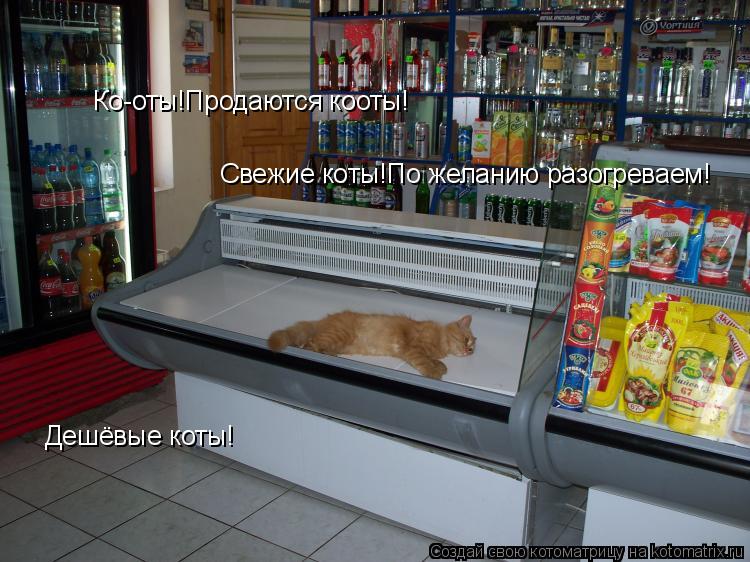 Ко-оты!Продаются кооты! Свежие коты!По желанию разогреваем! Дешёвые коты!... Котоматрица: Ко-оты!Продаются кооты! Свежие коты!По желанию разогреваем! Дешёвые коты!