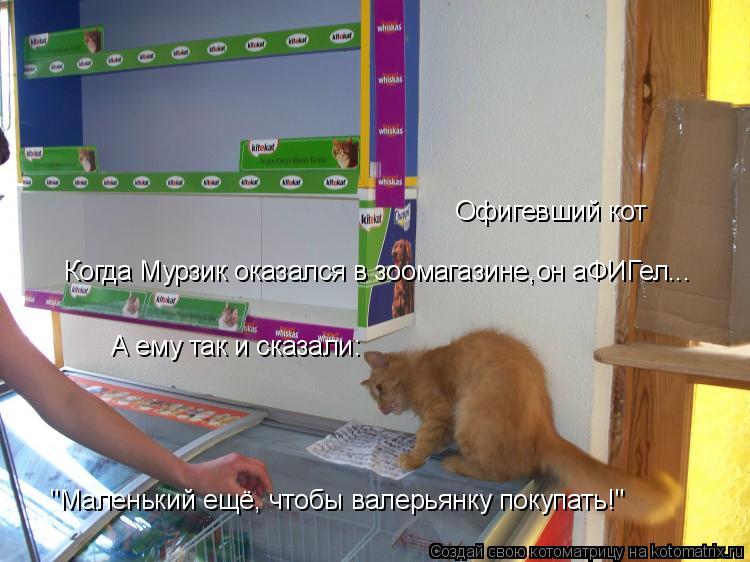 Офигевший кот Когда Мурзик оказался в зоомагазине,он аФИГел... А ему так и сказали: "Маленький ещё, ч... Котоматрица: Офигевший кот Когда Мурзик оказался в зоомагазине,он аФИГел... А ему так и сказали: "Маленький ещё, чтобы валерьянку покупать!"
