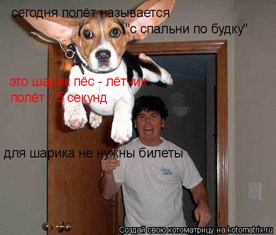 сегодня полёт называется это шарик пёс - лётчик полёт - 5 секунд "с спальни по будку" для шарика не н... Котоматрица: сегодня полёт называется это шарик пёс - лётчик полёт - 5 секунд "с спальни по будку" для шарика не нужны билеты