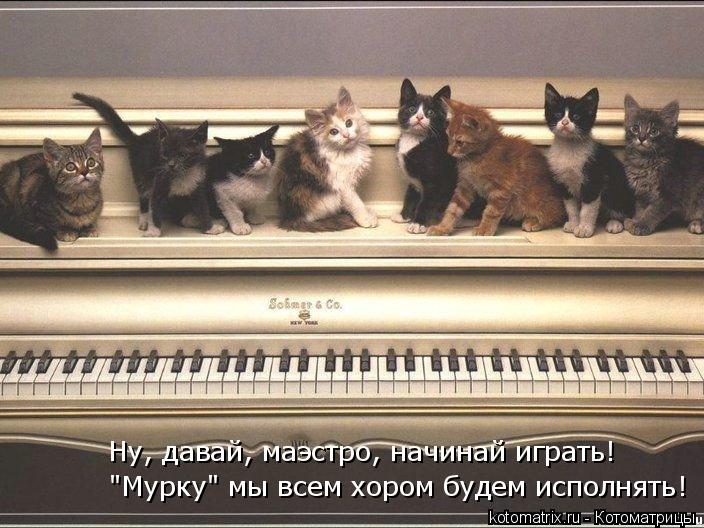 "Мурку" мы всем хором будем исполнять! Ну, давай, маэстро, начинай играть!... Котоматрица: "Мурку" мы всем хором будем исполнять! Ну, давай, маэстро, начинай играть!