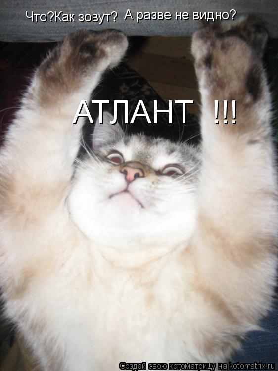 Что?Как зовут? А разве не видно? АТЛАНТ !!!... Котоматрица: Что?Как зовут? А разве не видно? АТЛАНТ !!!