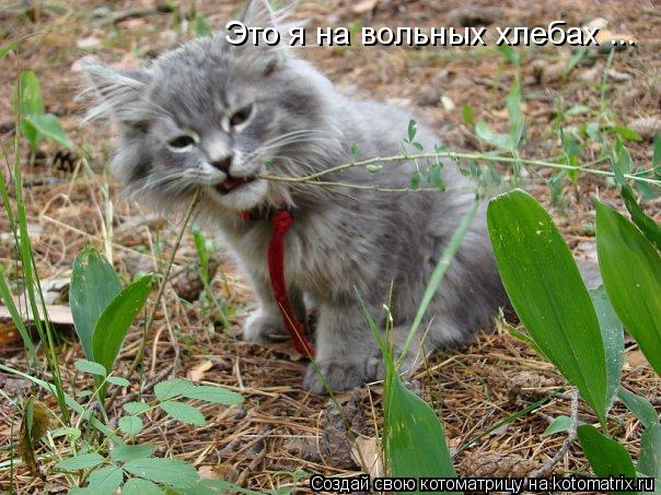 Это я на вольных хлебах ...... Котоматрица: Это я на вольных хлебах ...
