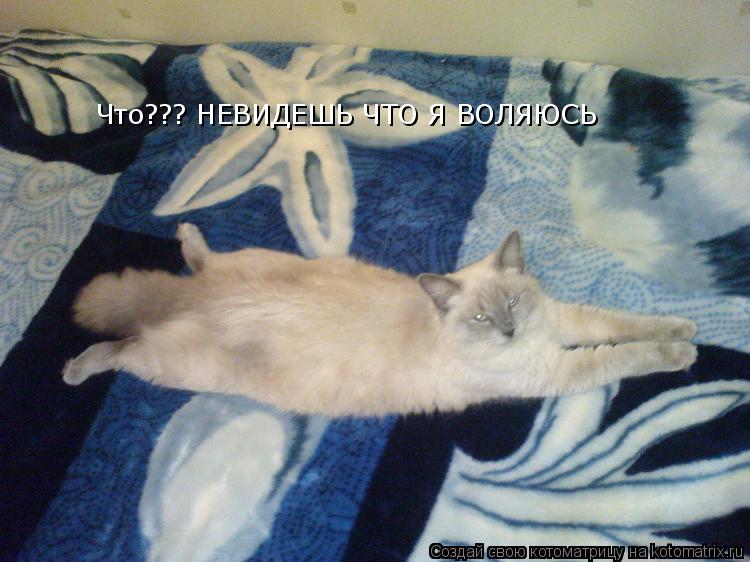 Что??? НЕВИДЕШЬ ЧТО Я ВОЛЯЮСЬ... Котоматрица: Что??? НЕВИДЕШЬ ЧТО Я ВОЛЯЮСЬ