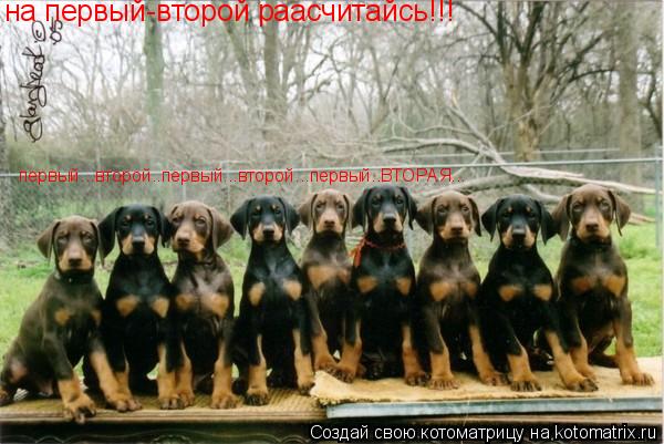 на первый-второй раасчитайсь!!! первый...второй..первый...второй...первый..ВТОРАЯ...... Котоматрица: на первый-второй раасчитайсь!!! первый...второй..первый...второй...первый..ВТОРАЯ...