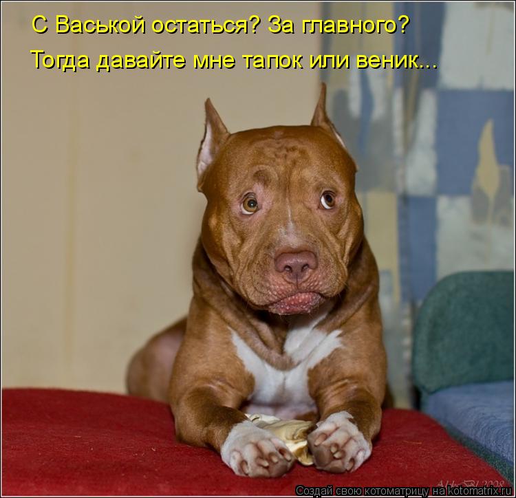 С Васькой остаться? За главного? Тогда давайте мне тапок или веник...... Котоматрица: С Васькой остаться? За главного? Тогда давайте мне тапок или веник...
