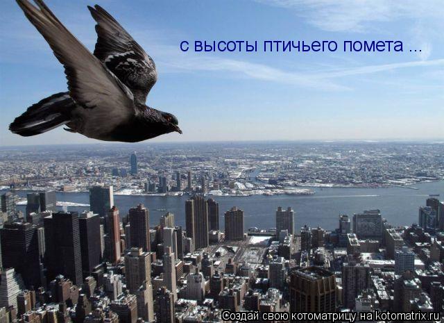с высоты птичьего помета ...... Котоматрица: с высоты птичьего помета ...