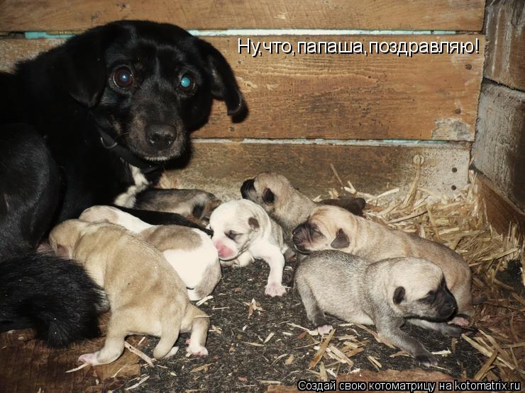 Ну,что,папаша,поздравляю!... Котоматрица: Ну,что,папаша,поздравляю!