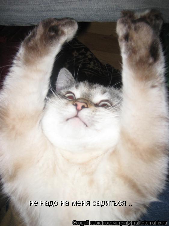 не надо на меня садиться...... Котоматрица: не надо на меня садиться...