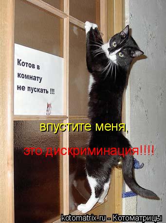 впустите меня, это дискриминация!!!! это дискриминация!!!!... Котоматрица: впустите меня, это дискриминация!!!! это дискриминация!!!!