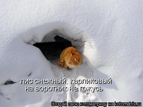 лис снежный, карликовый на воротник не гожусь... Котоматрица: лис снежный, карликовый на воротник не гожусь