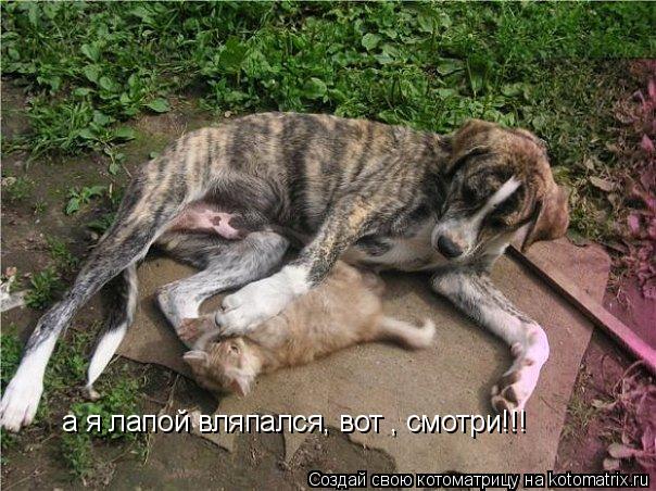 а я лапой вляпался, вот , смотри!!!... Котоматрица: а я лапой вляпался, вот , смотри!!!