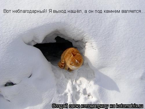 Вот неблагодарный! Я выход нашёл, а он под камнем валяется... Вот неблагодарный! Я выход нашёл, а он ... Котоматрица: Вот неблагодарный! Я выход нашёл, а он под камнем валяется... Вот неблагодарный! Я выход нашёл, а он под камнем валяется...