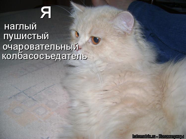 я наглый пушистый очаровательный колбасосъедатель... Котоматрица: я наглый пушистый очаровательный колбасосъедатель