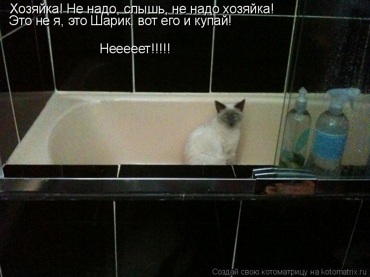 Хозяйка! Не надо, слышь, не надо хозяйка! Это не я, это Шарик, вот его и купай! Нееееет!!!!!... Котоматрица: Хозяйка! Не надо, слышь, не надо хозяйка! Это не я, это Шарик, вот его и купай! Нееееет!!!!!