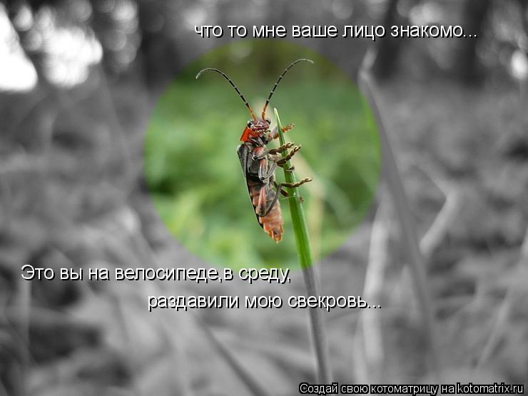 что то мне ваше лицо знакомо... Это вы на велосипеде,в среду, раздавили мою свекровь...... Котоматрица: что то мне ваше лицо знакомо... Это вы на велосипеде,в среду, раздавили мою свекровь...