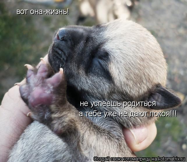 вот она-жизнь! не успеешь родиться а тебе уже не дают покоя!!!... Котоматрица: вот она-жизнь! не успеешь родиться а тебе уже не дают покоя!!!