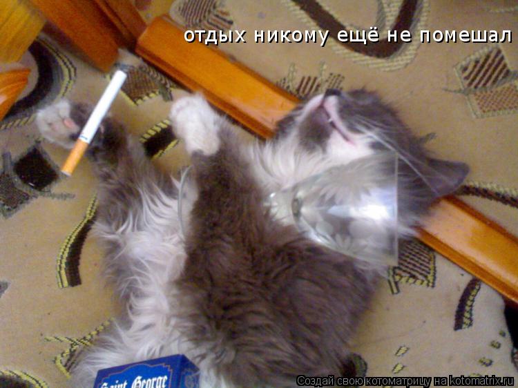 отдых никому ещё не помешал... Котоматрица: отдых никому ещё не помешал