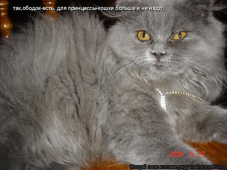 так,ободок-есть, для принцессы-кошки больше и не надо... Котоматрица: так,ободок-есть, для принцессы-кошки больше и не надо