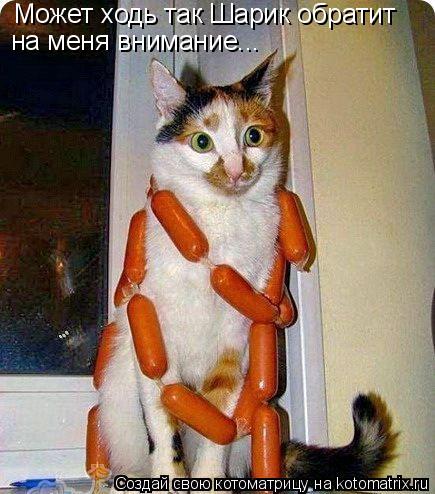 Может ходь так Шарик обратит на меня внимание...... Котоматрица: Может ходь так Шарик обратит на меня внимание...
