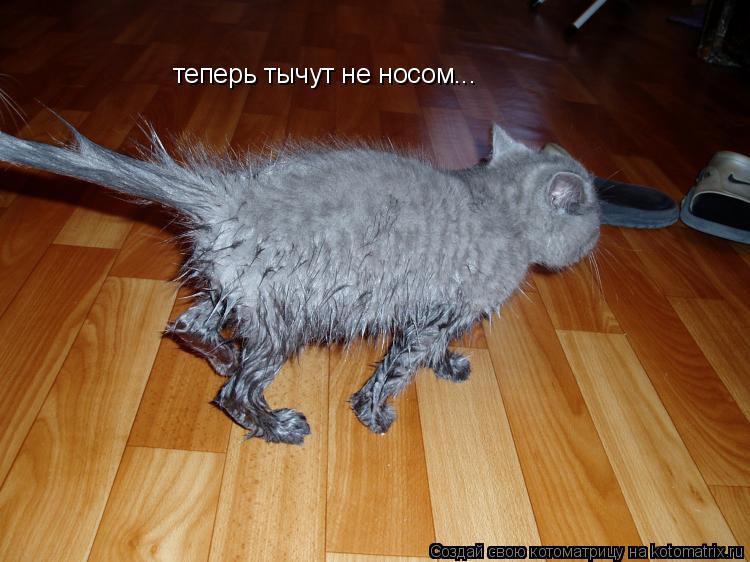 теперь тычут не носом...... Котоматрица: теперь тычут не носом...