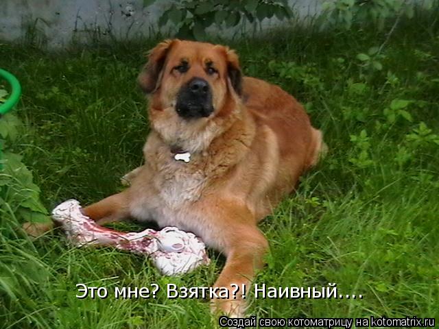 Это мне? Взятка?! Наивный....... Котоматрица: Это мне? Взятка?! Наивный....