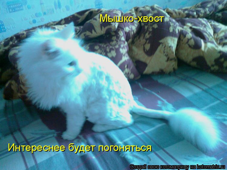 Мышко-хвост Интереснее будет погоняться... Котоматрица: Мышко-хвост Интереснее будет погоняться