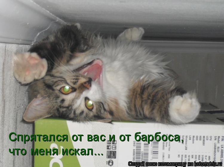 Спрятался от вас и от барбоса, что меня искал...... Котоматрица: Спрятался от вас и от барбоса, что меня искал...