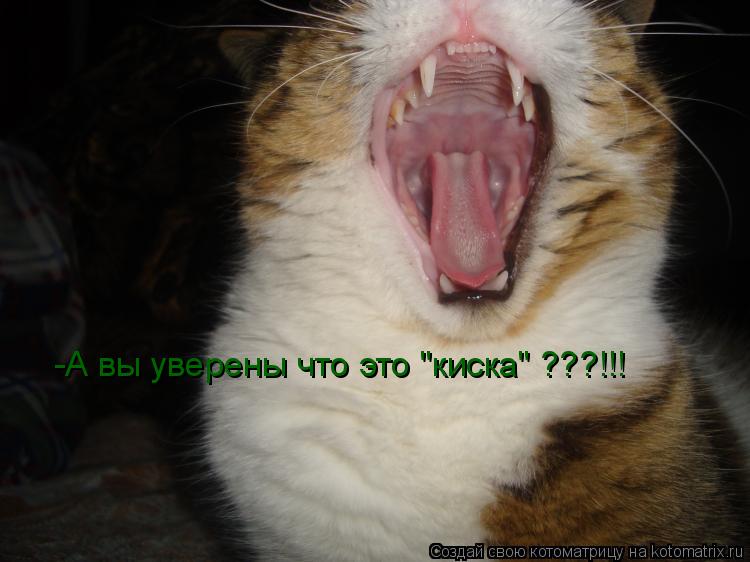 -А вы уверены что это "киска" ???!!!... Котоматрица: -А вы уверены что это "киска" ???!!!