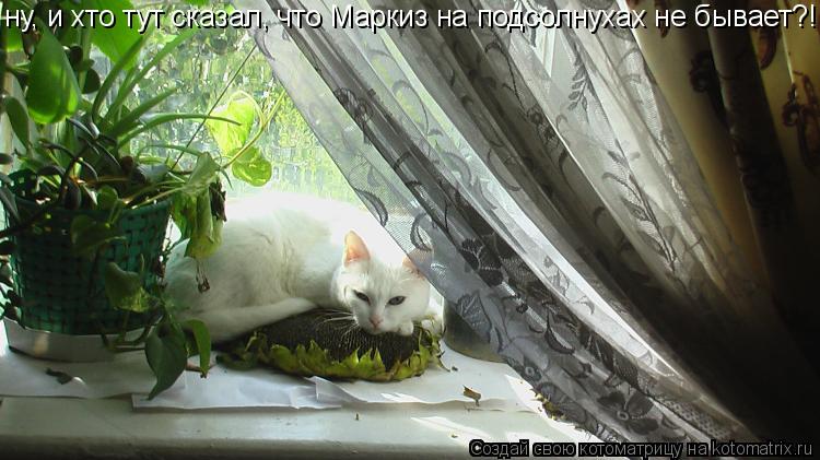 ну, и хто тут сказал, что Маркиз на подсолнухах не бывает?!... Котоматрица: ну, и хто тут сказал, что Маркиз на подсолнухах не бывает?!