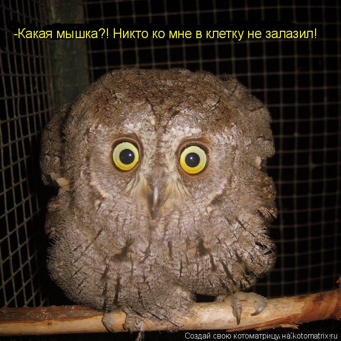 -Какая мышка?! Никто ко мне в клетку не залазил!... Котоматрица: -Какая мышка?! Никто ко мне в клетку не залазил!