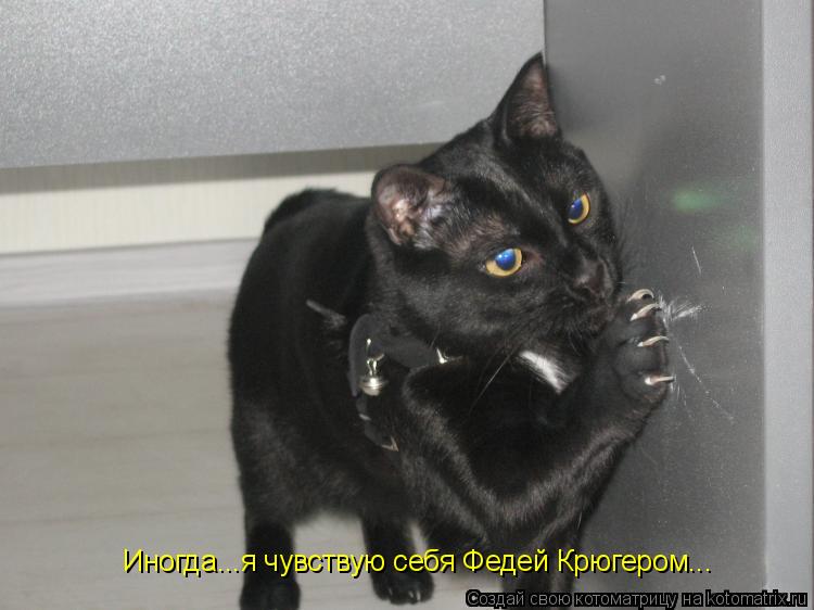 Иногда...я чувствую себя Федей Крюгером...... Котоматрица: Иногда...я чувствую себя Федей Крюгером...
