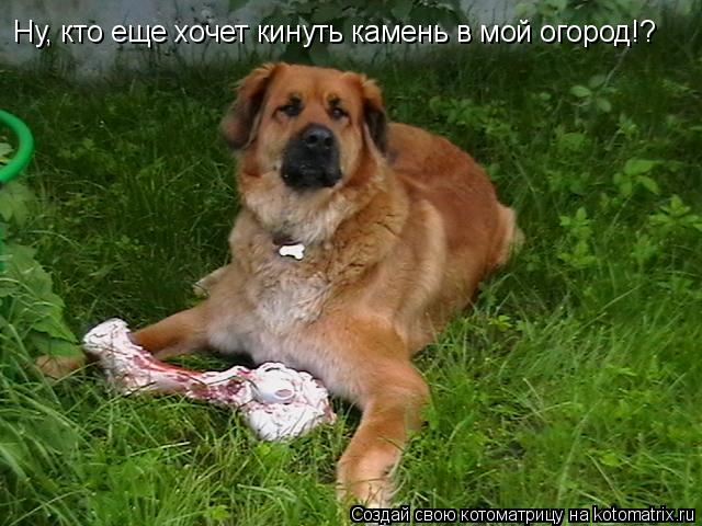 Ну, кто еще хочет кинуть камень в мой огород!?... Котоматрица: Ну, кто еще хочет кинуть камень в мой огород!?