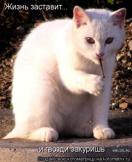 Жизнь заставит... ...и гвозди закуришь... Котоматрица: Жизнь заставит... ...и гвозди закуришь