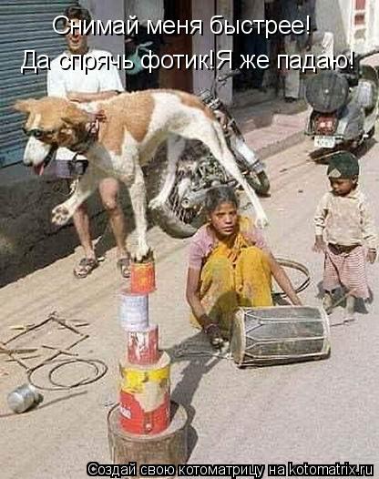 Снимай меня быстрее! Да спрячь фотик!Я же падаю!... Котоматрица: Снимай меня быстрее! Да спрячь фотик!Я же падаю!