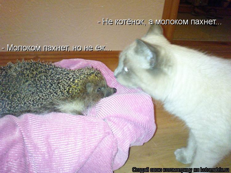 - Молоком пахнет, но не ёж... - Не котёнок, а молоком пахнет...... Котоматрица: - Молоком пахнет, но не ёж... - Не котёнок, а молоком пахнет...