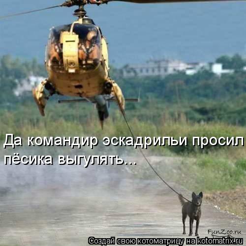 Да командир эскадрильи просил пёсика выгулять...... Котоматрица: Да командир эскадрильи просил пёсика выгулять...