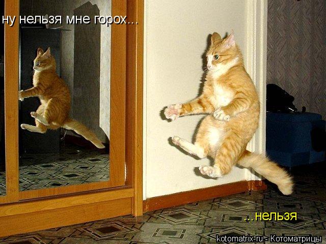 ну нельзя мне горох... ...нельзя... Котоматрица: ну нельзя мне горох... ...нельзя