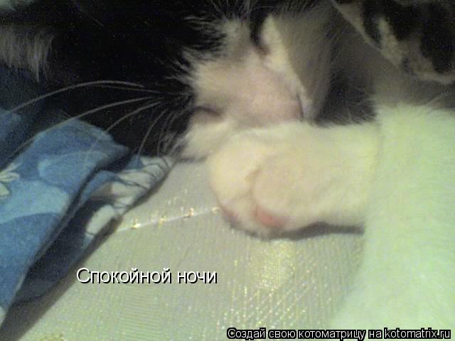 Cпокойной ночи... Котоматрица: Cпокойной ночи