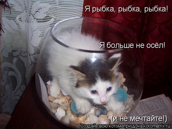 Я рыбка, рыбка, рыбка! Я больше не осёл! (и не мечтайте!)... Котоматрица: Я рыбка, рыбка, рыбка! Я больше не осёл! (и не мечтайте!)