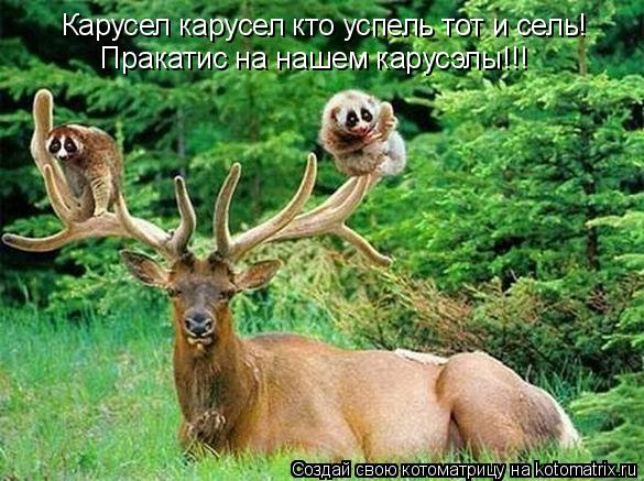 Карусел карусел кто успель тот и сель! Пракатис на нашем карусэлы!!!... Котоматрица: Карусел карусел кто успель тот и сель! Пракатис на нашем карусэлы!!!